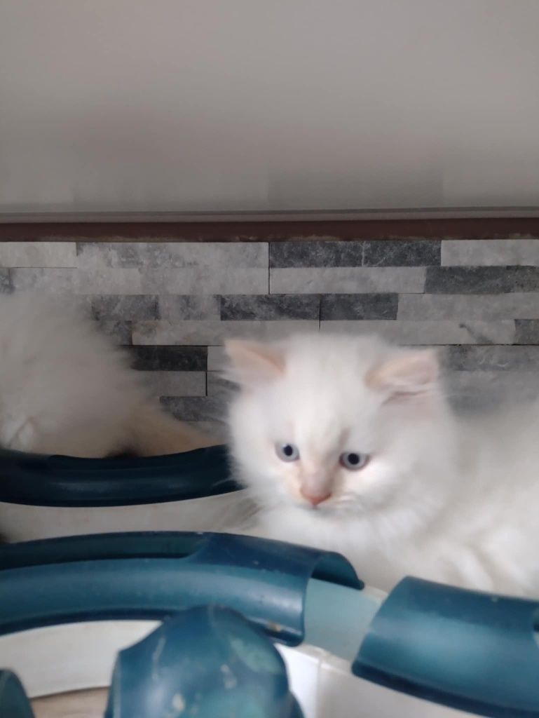 Kot brytyjski gotowy do odbioru