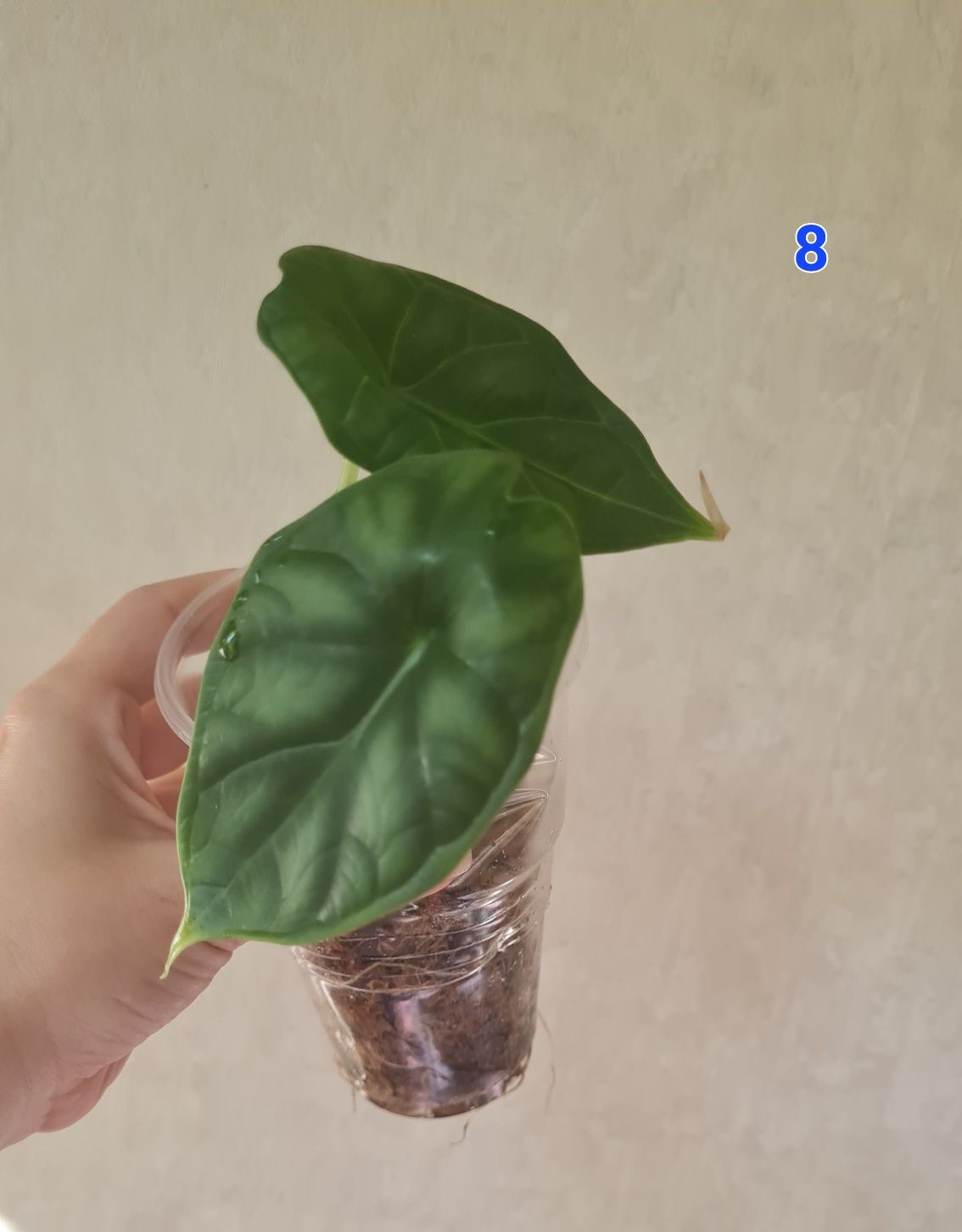 Алоказія фрайдек, гетерофіла, дрегон, сільвер дрегон, фрайдек варієгат
