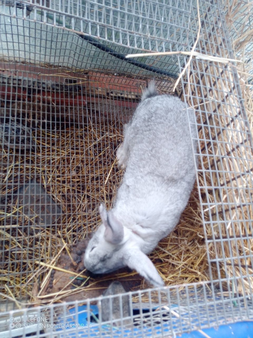 Coelhos Borgonha X noruegues