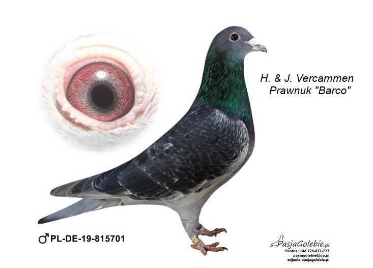 Gołębie Pocztowe - H. & J. Vercammen "Prawnuk Barco"