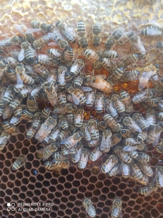 Матки Бакфаст F1 вільного обльоту