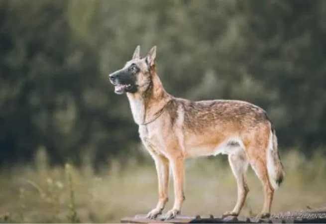 Owczarek Belgijski Malinois FCI Pies wstępnie zarezerwowany
