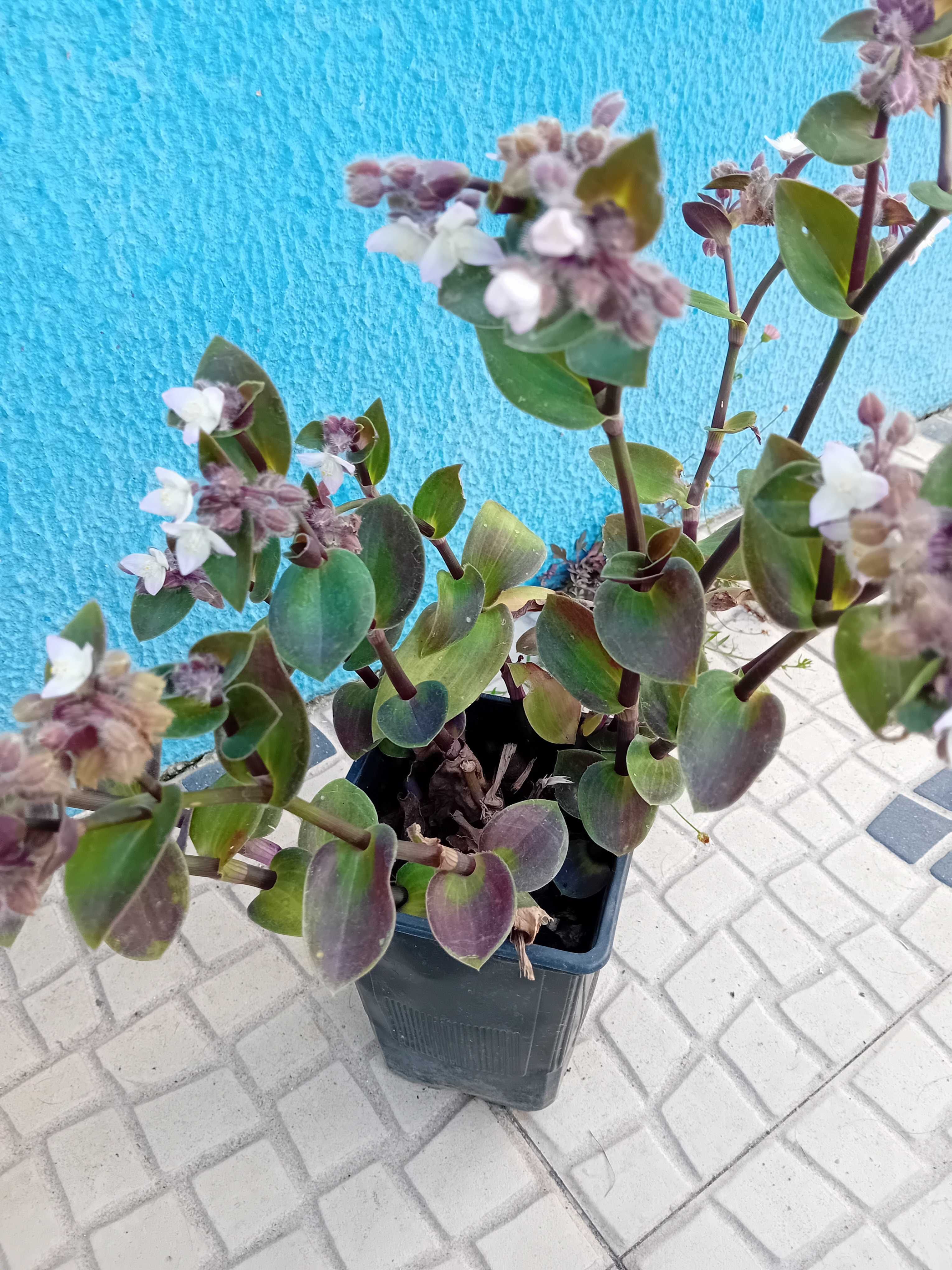 Tradescantia Callizia Repens