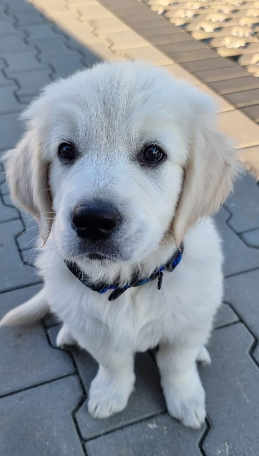Golden retriever ZKwP