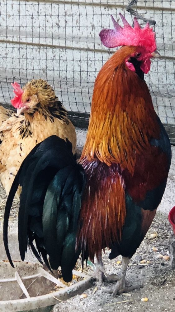 Perus , gansos ,patos ...