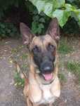 Owczarek Belgijski Malinois  pies roczny