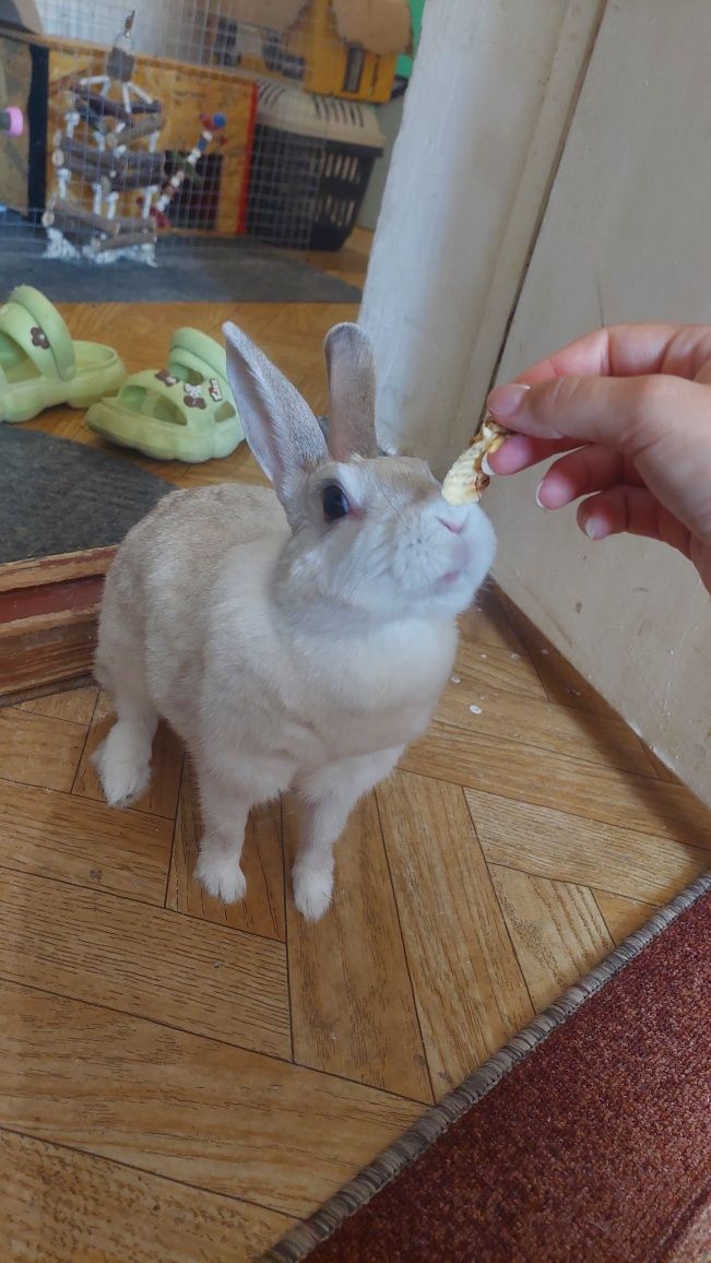 Крольчиха, около 2 лет