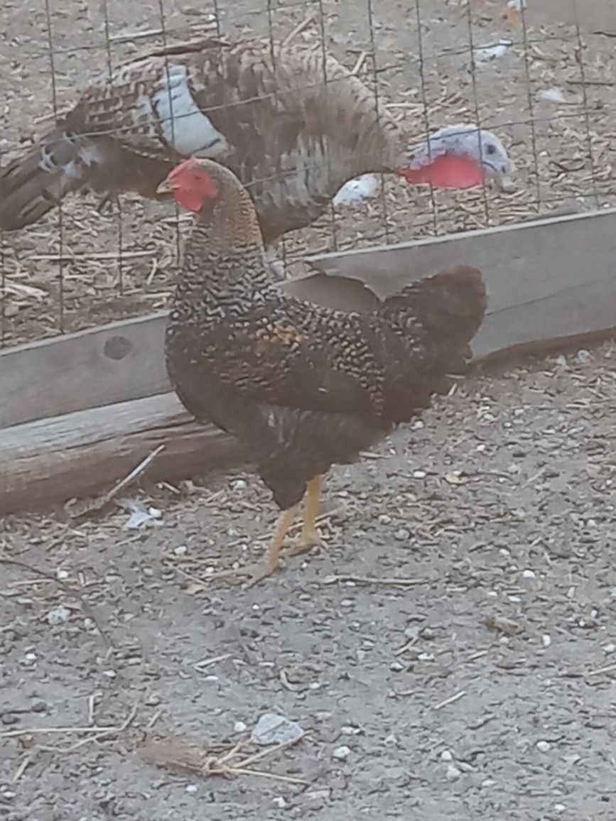 Vendo quatro galos