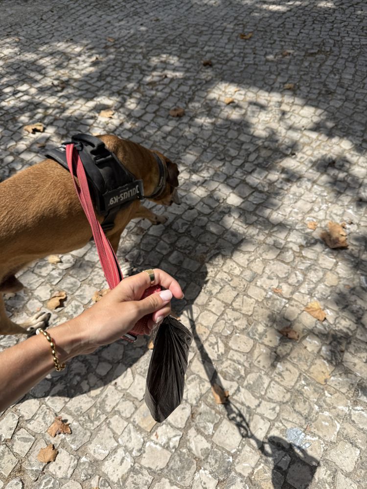 Petsitter/ Dog Walker - Oeiras (Figueirinha e Forum Oeiras)