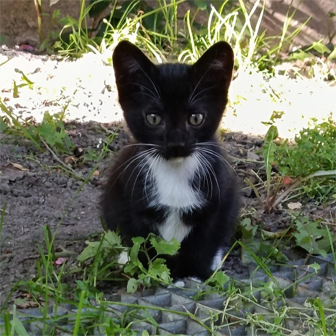 Кошенята в добрі руки