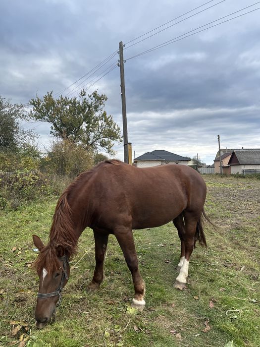 Продам кобилу молоду