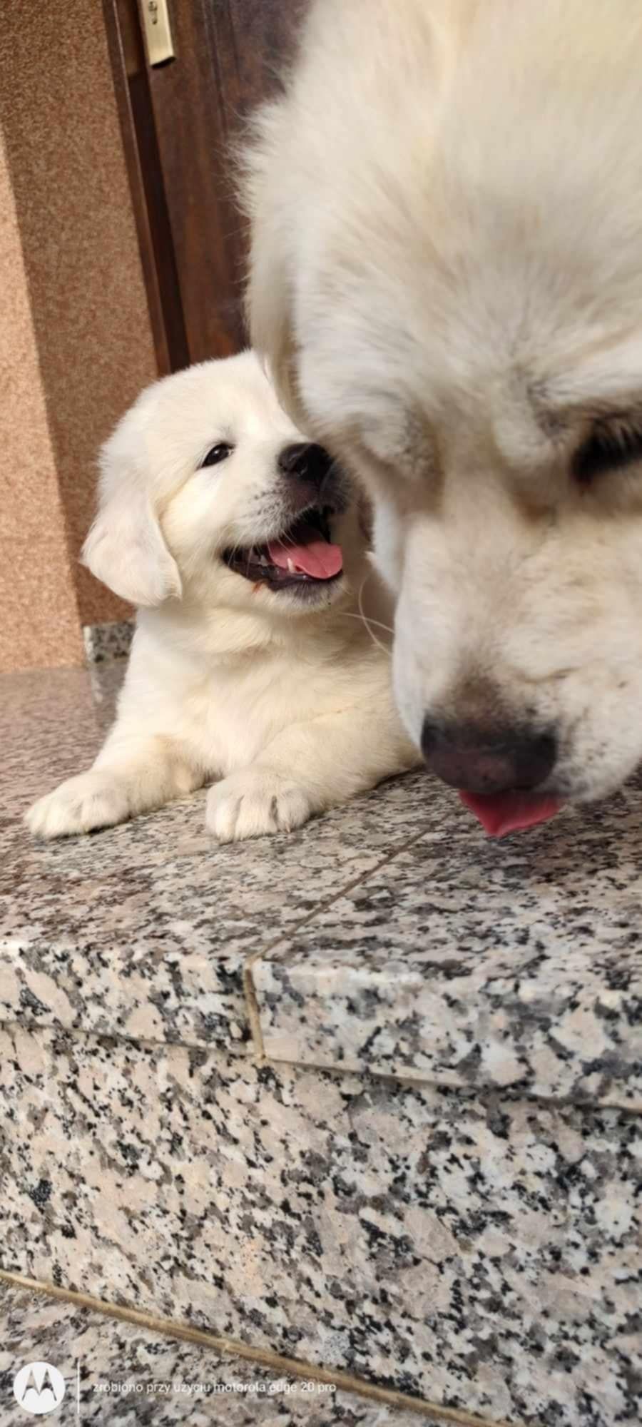 Golden retriever szczeniak