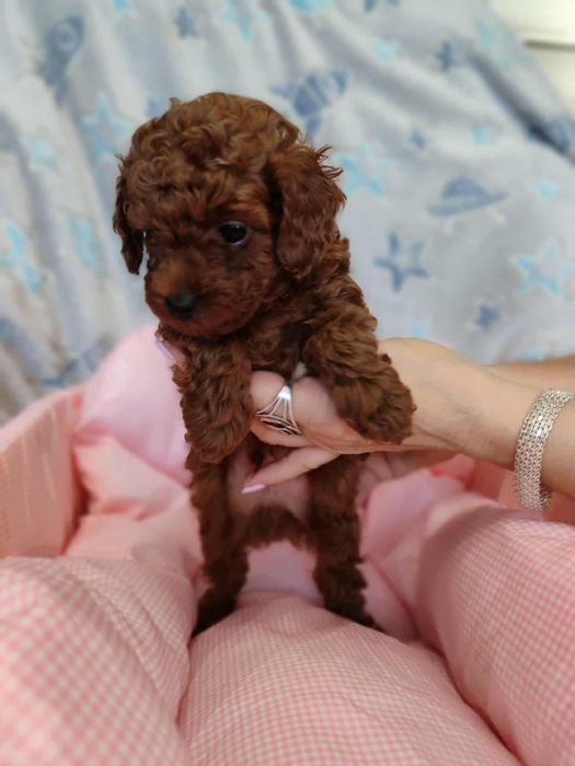 Pudel Toy chłopczyk chiński