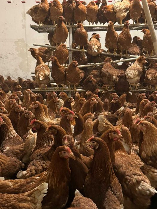 Kury nioski młode z wolnego wybiegu z pierwszym jajkiem ! ZAPRASZAM