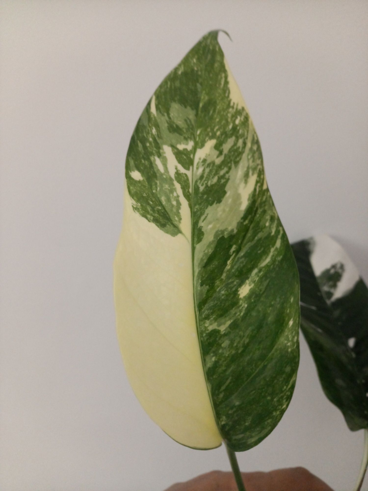 Epipremnum Pinnatum Variegata