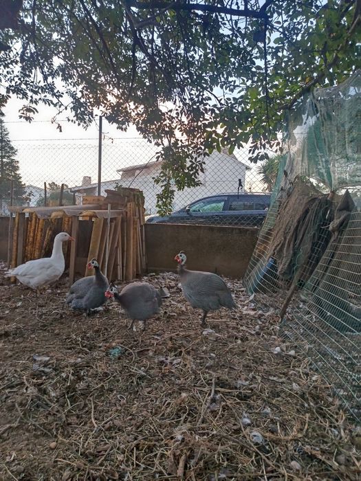 3 Galinhas da Angola