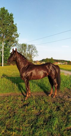 Ogier AQH American Quarter Horse