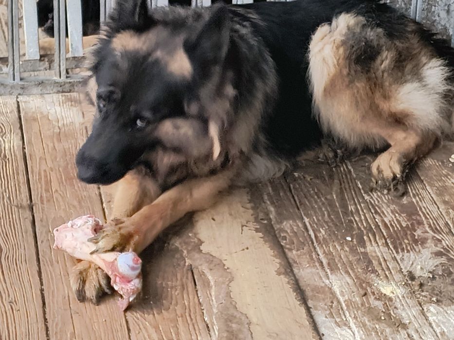 Owczarek niemiecki długowłosy