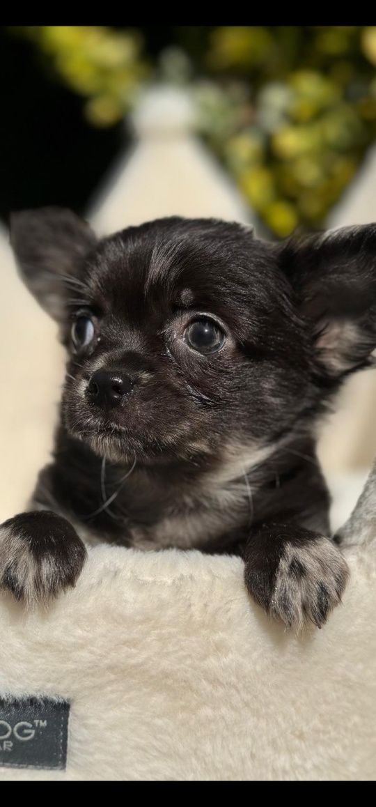 Dlugowlosy chihuahua