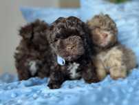 Hawańczyk -Havanese