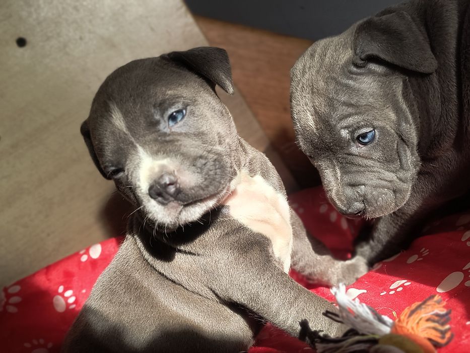 Amstaff blu gotowy do odbioru