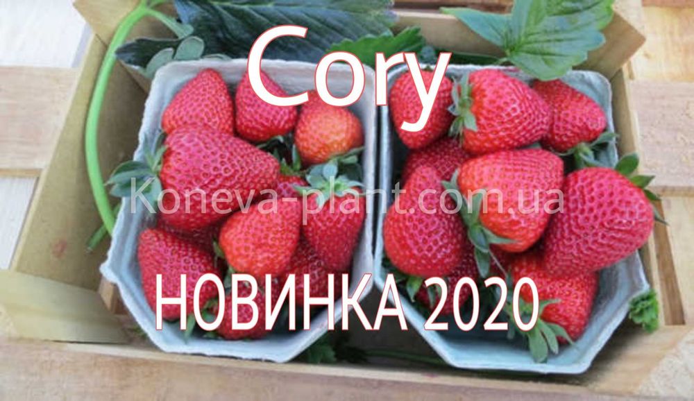 Саженцы клубники фриго Кори (Cory).