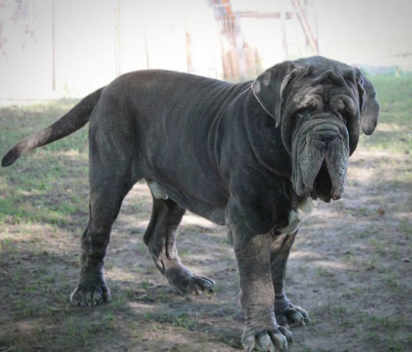 Мастино Наполетано