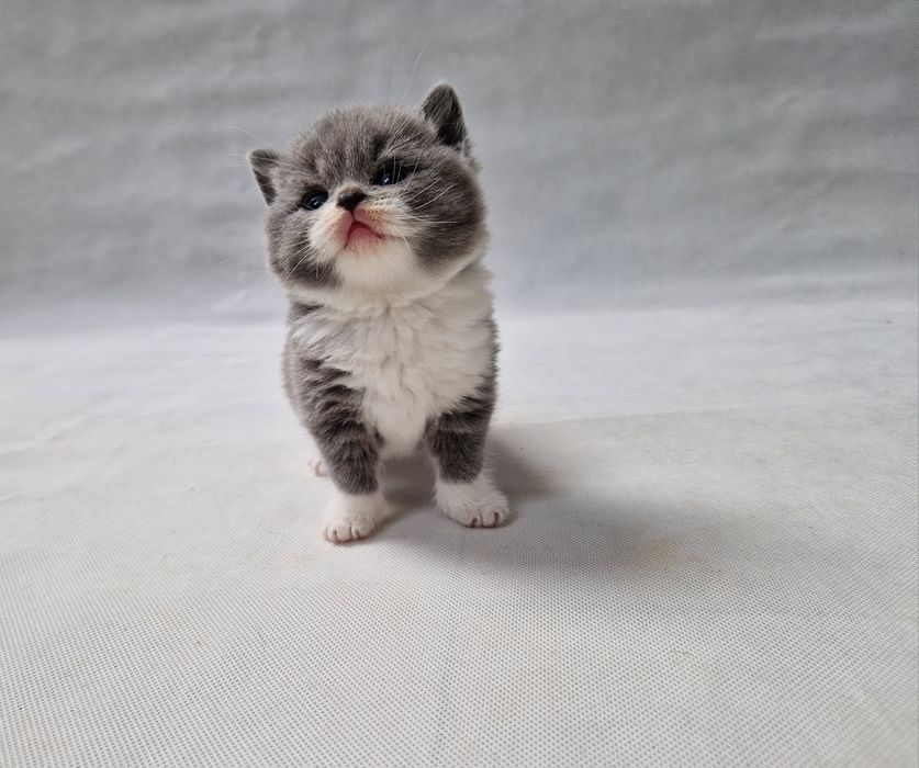 Kocurek, rodowód FiFe FPL.  Odbiór Grudzień. .