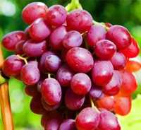 Саженцы винограда Ливия мускат Гелиос Фламинго Супер экстра Молдова Лу