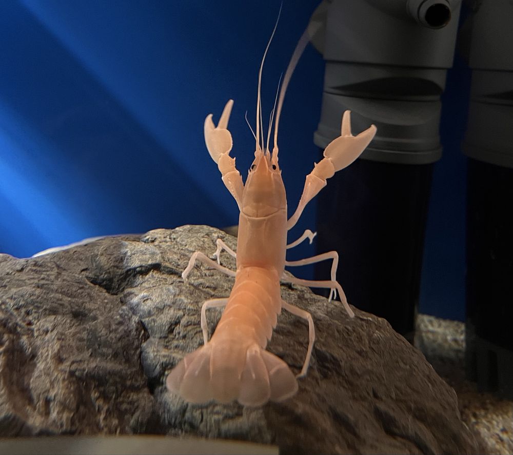 Rak Cherax Holthuisi/rak morelowy/Apricot młode okazy