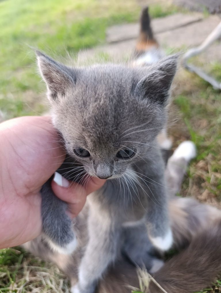 Котики в добрі руки!!!