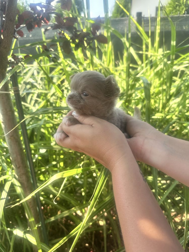 ***laleczka mini sunia chihuahua***