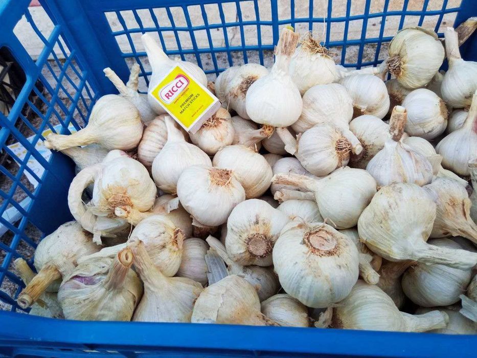 часник любаша, I репродукція