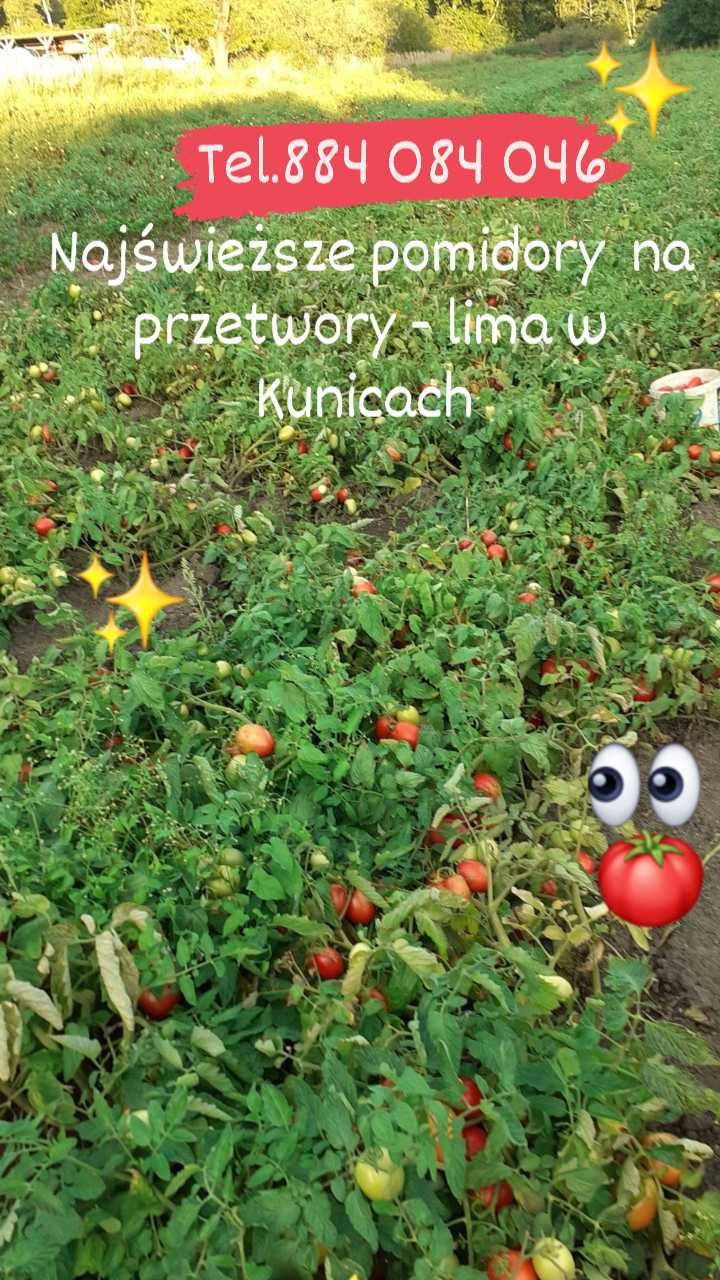 Pomidory lima polne na przeciery suszenia soki ogórki pasaty gruntowe