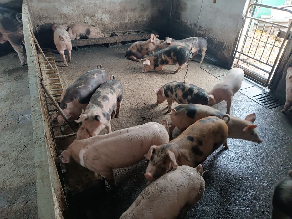 Продам поросят мясного направления