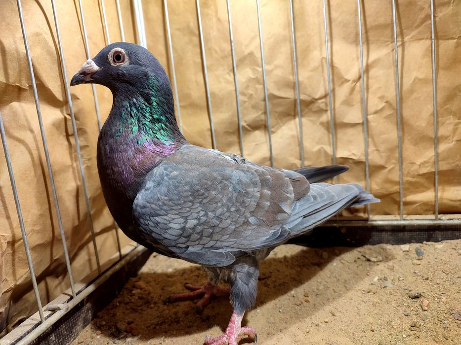 Pocztowe indigo spread andaluzy 2025