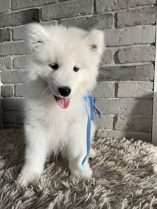 Samoyed, szczeniak, piesek, ZKwP