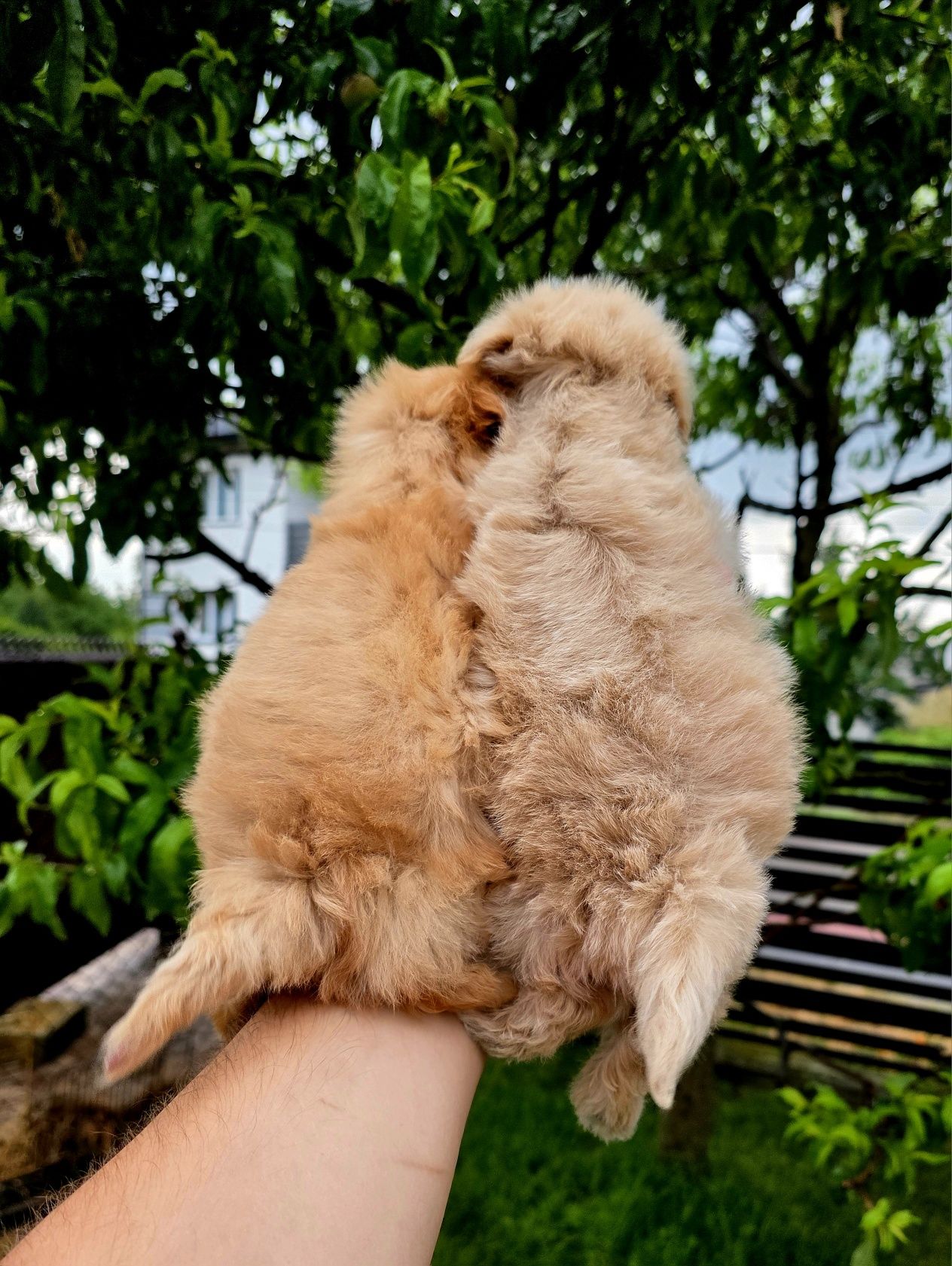 Maltipoo piesek f1 mini do 2 kg