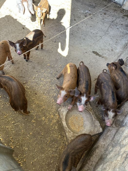 Leitões cruzados Javali/Duroc/Pietran