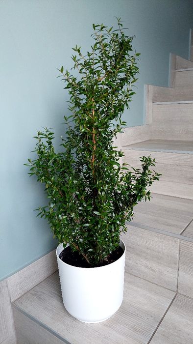 Mirt merta na wianki komunia