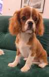Cavalier King Charles Spaniel Sunia Do Odbioru Komplet Szczepien