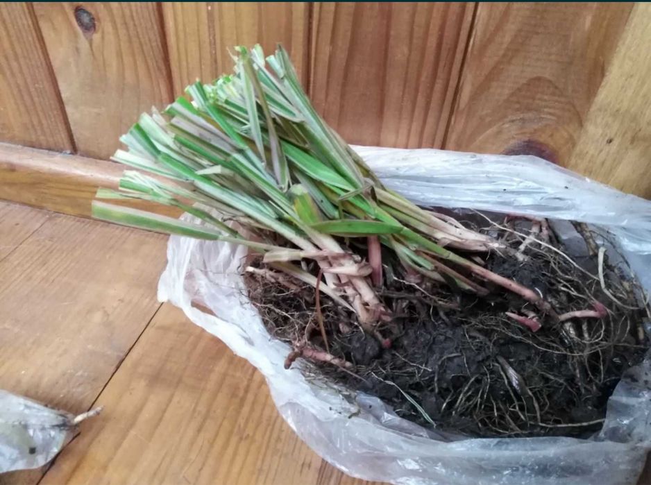 Фалярис (бухарник) декоративная трава