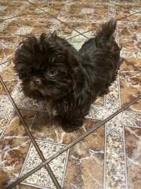 Sunia Shih tzu 4 mc czekoladowa