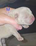 American bully pocket
