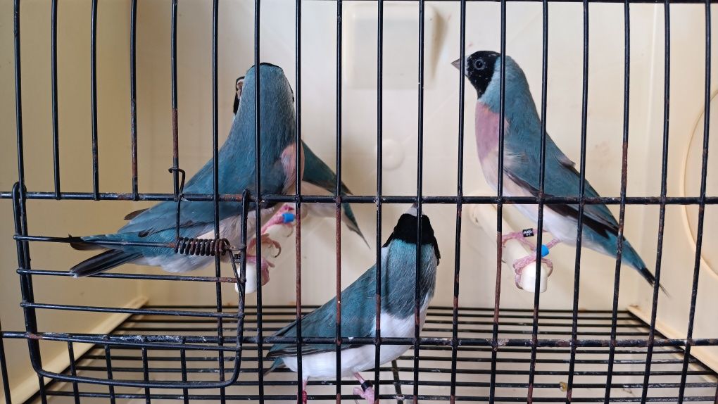 Diamantes de Gould 2025