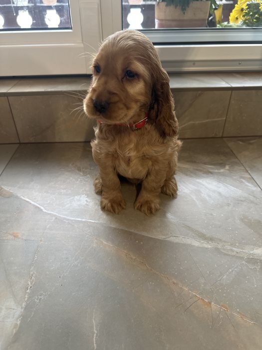 Cocker spaniel angielski dziewczynka