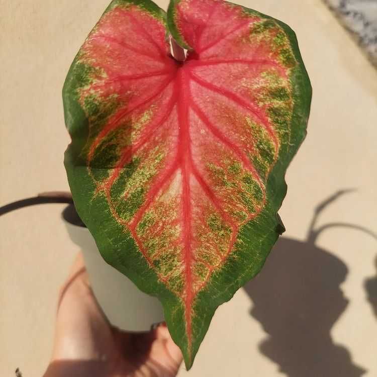 [Planta] Calladium Chinnok