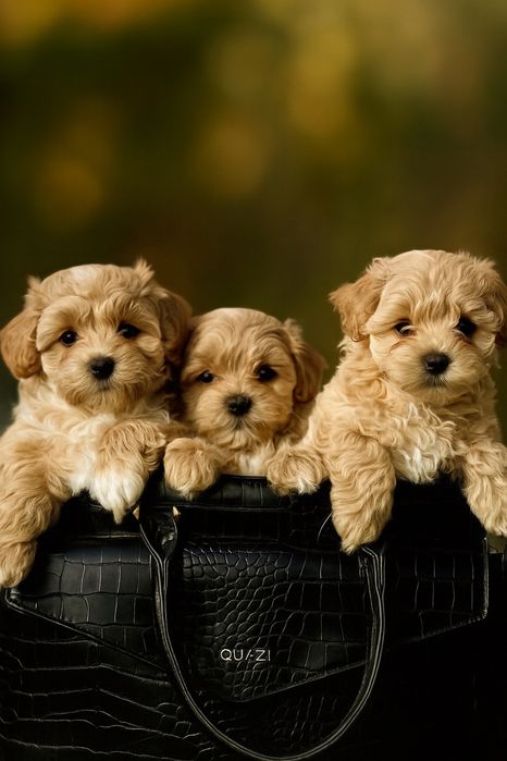 Ostatni piesek maltipoo z naszej domiwej hodowli.