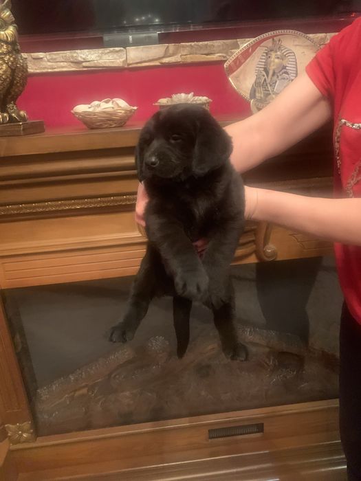 Грайливі Лабрадорчики