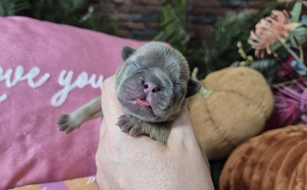 dziewczynka buldog francuski dostępna do rezerwacji